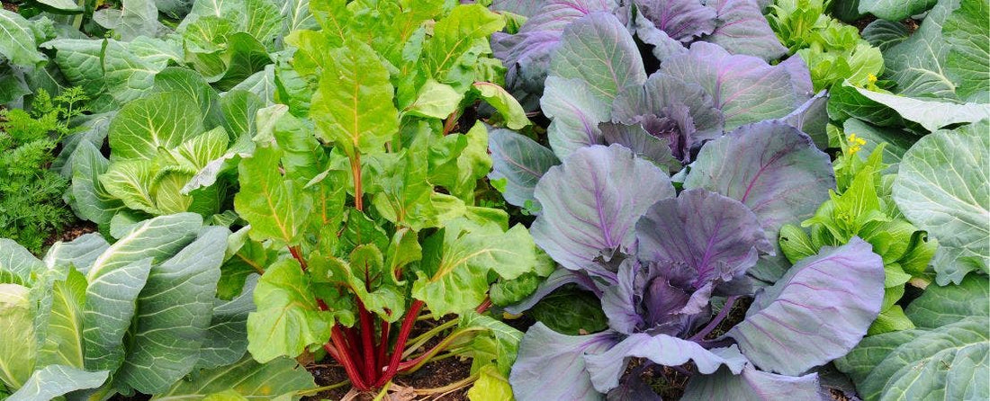 Top 10 List of Winter Vegetables for Your Garden