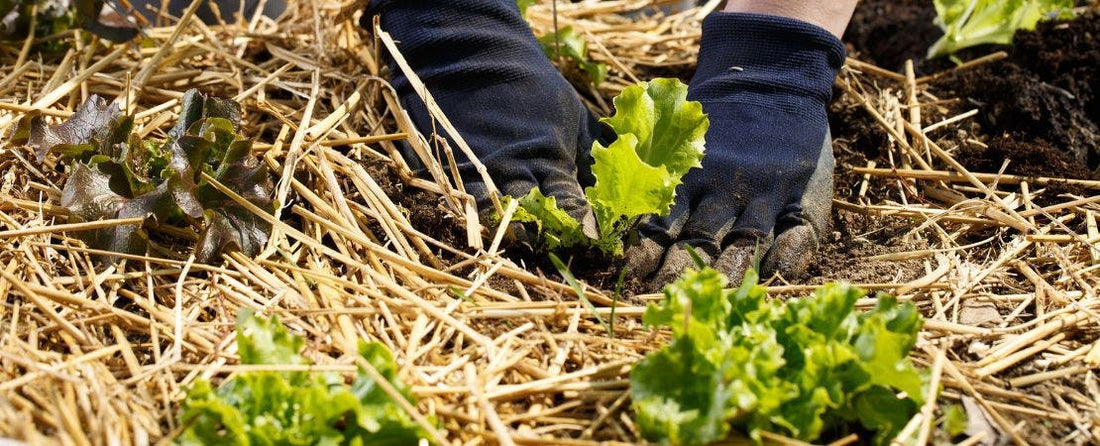 Winter Care of Your Garden