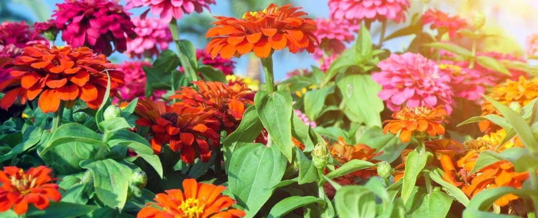 Growing Zinnia Flowers: Do Zinnias Like Sun or Shade? – Park Seed