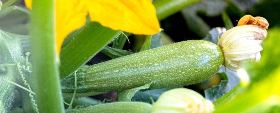 5 Companion Plants for Squash