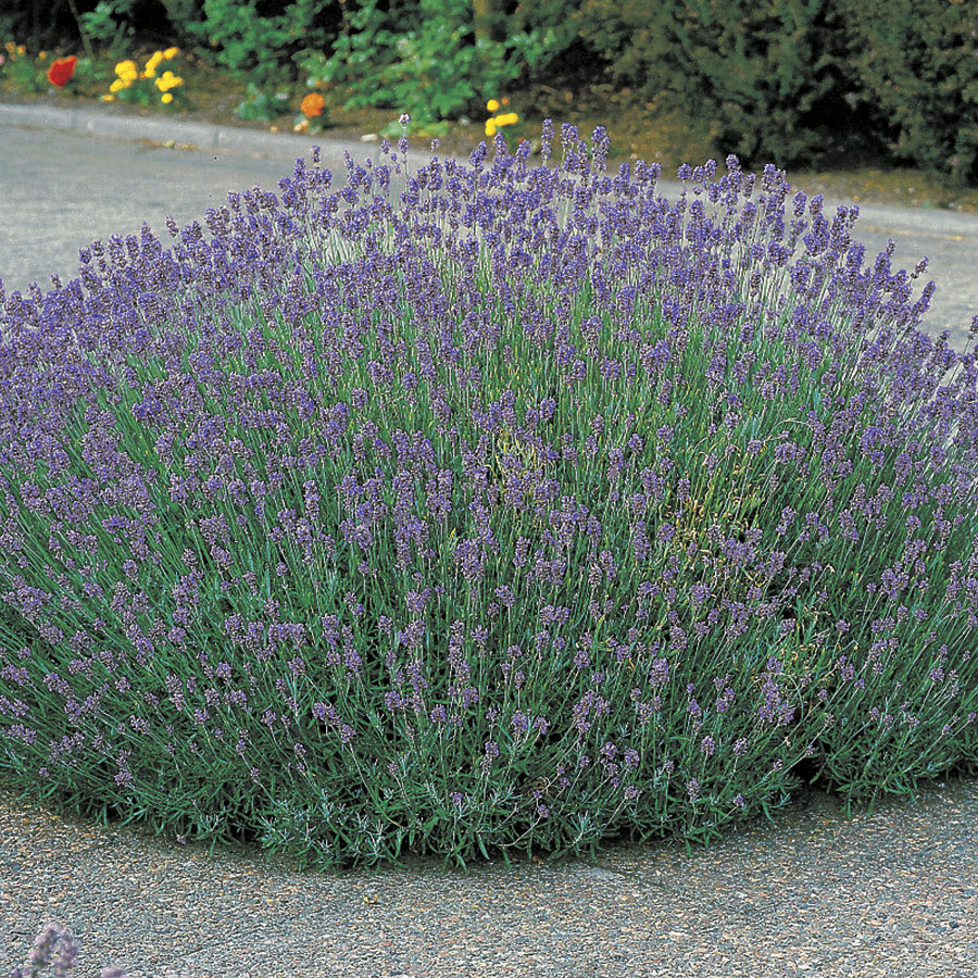 Munstead Lavender Heirloom Seeds