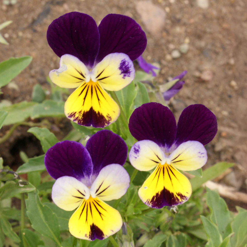 Johnny Jump Up Viola Seeds