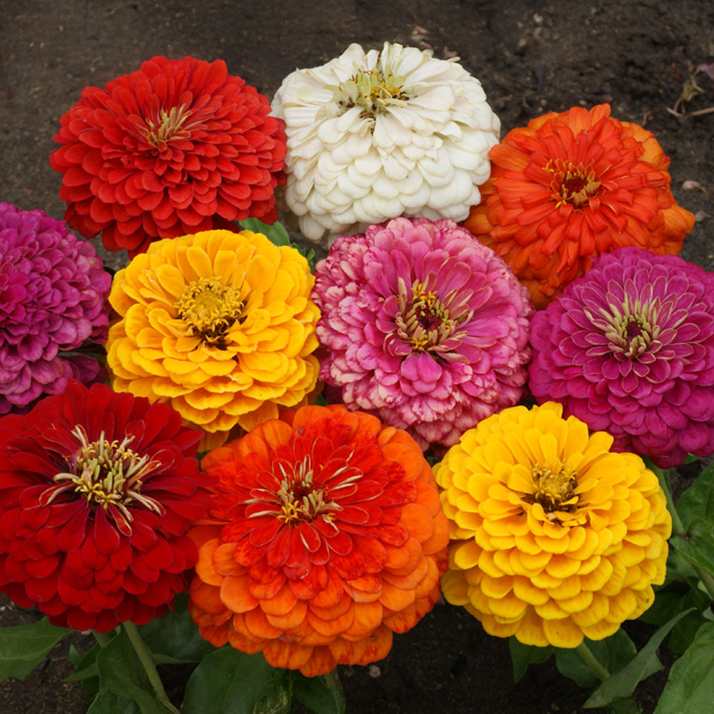 'Dahlia Flowered Mix' Zinnia Seeds