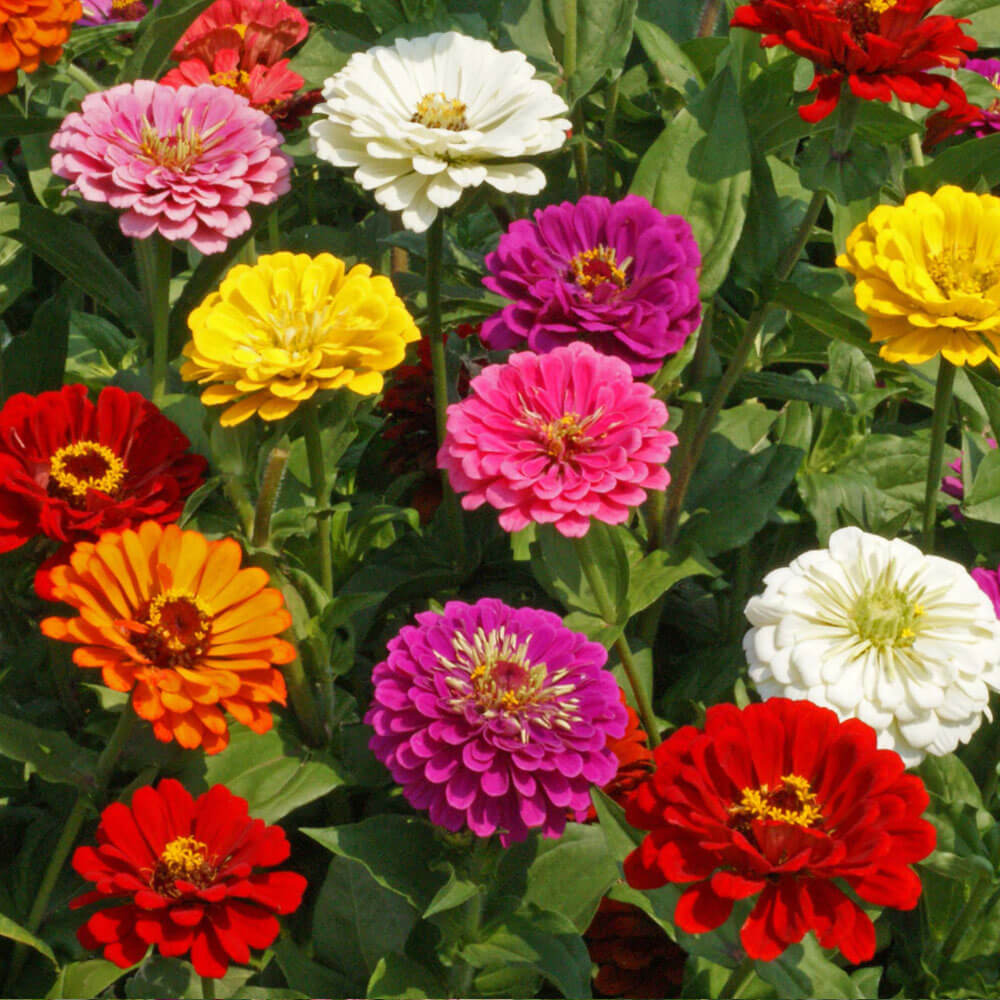'California Giants' Zinnia Seeds