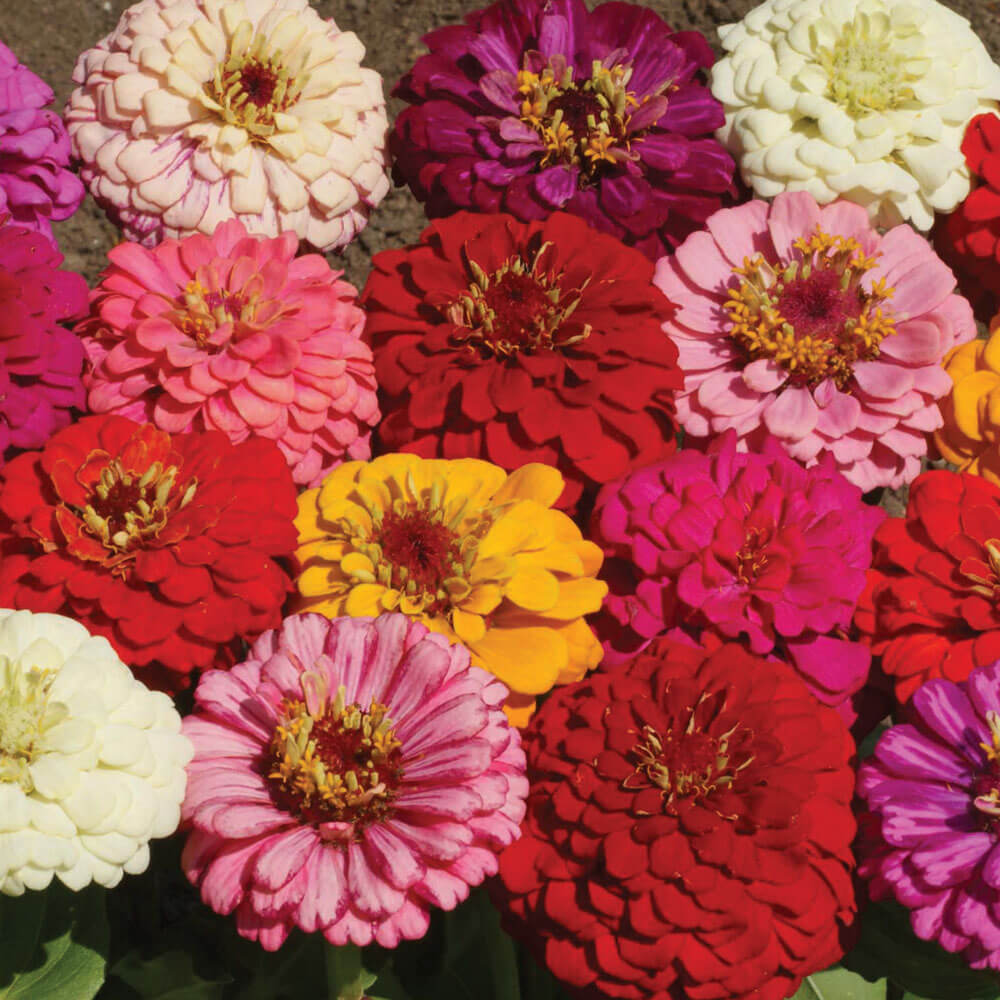 Pumila Mixed Zinnia Seeds