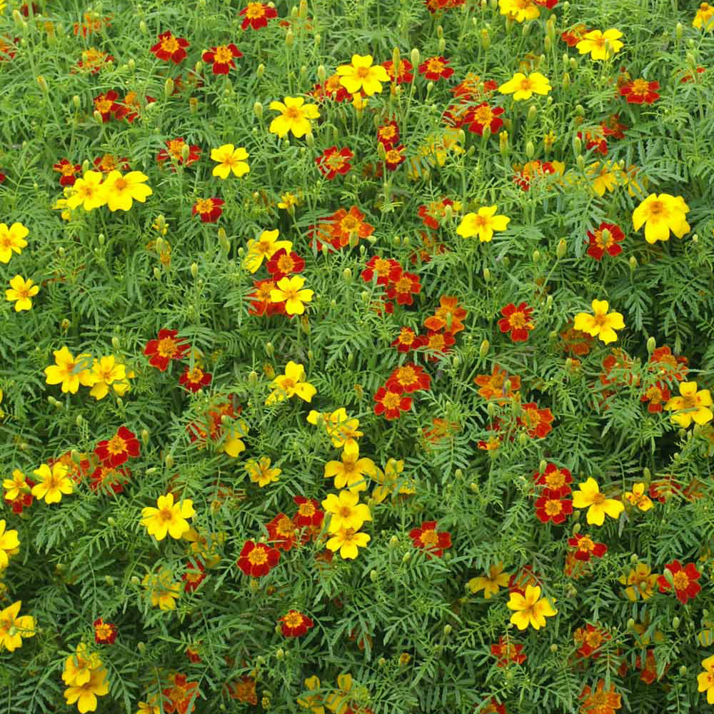 marigold starfire mix seeds Starfire Mix Signet Marigold Seeds
