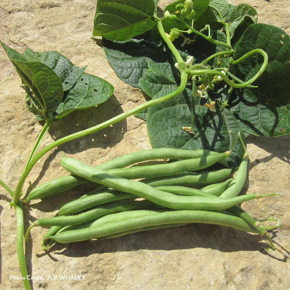 pole bean seed planting Blue Lake FM-1 Bean Seeds