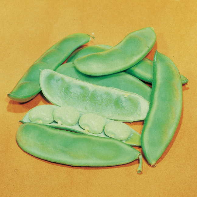 Fordhook 242 Lima Bean Seeds