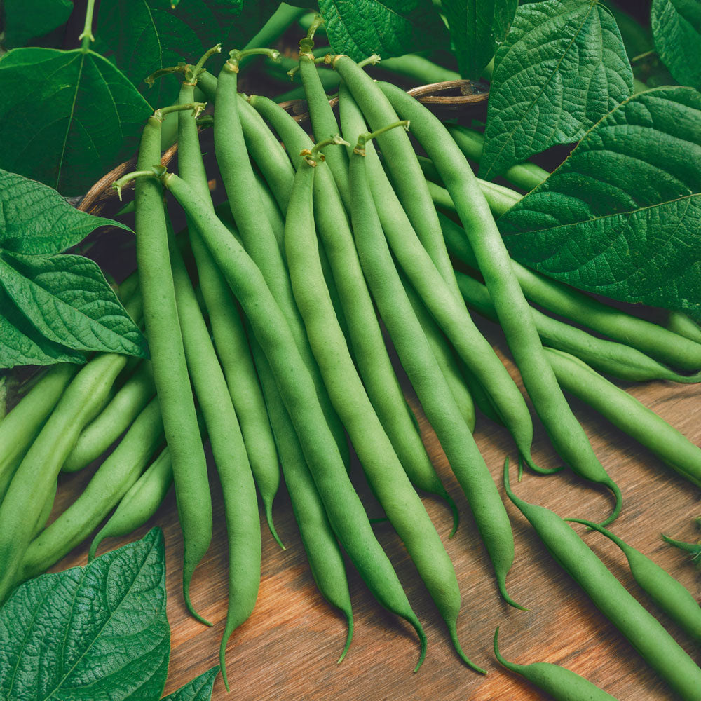 Organic Provider Garden Bean Seeds