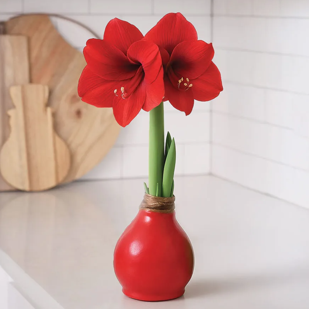 Red Waxed Amaryllis Bulb Red Lion Flower