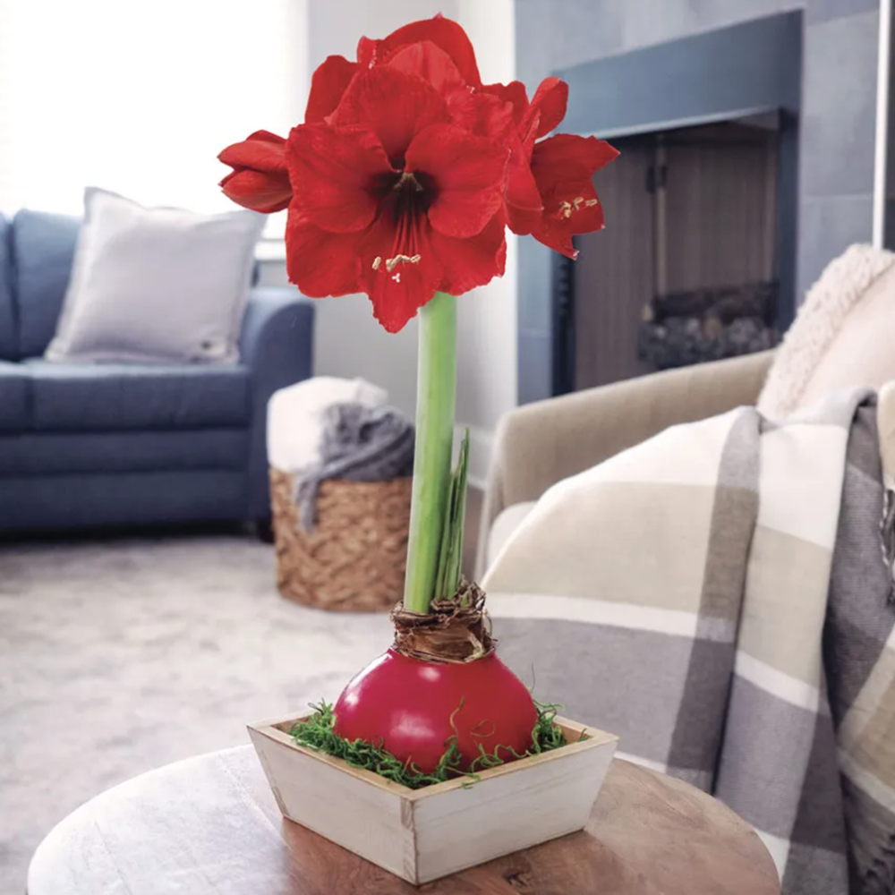 Simple Pleasures Red Waxed Red Lion Centerpiece