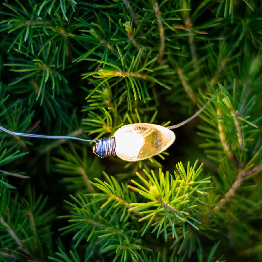 Holly Jolly Potted Christmas Tree