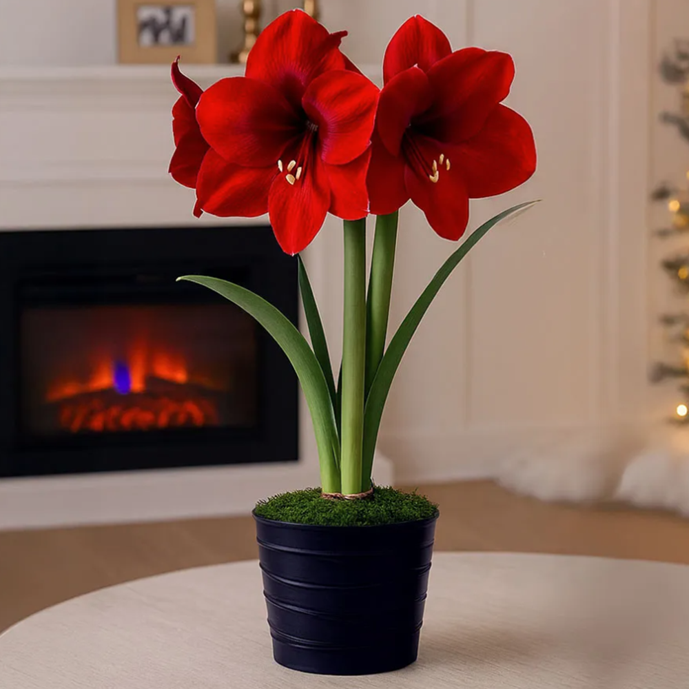 Silent Night Single Miracle Potted Amaryllis Bulb Gift