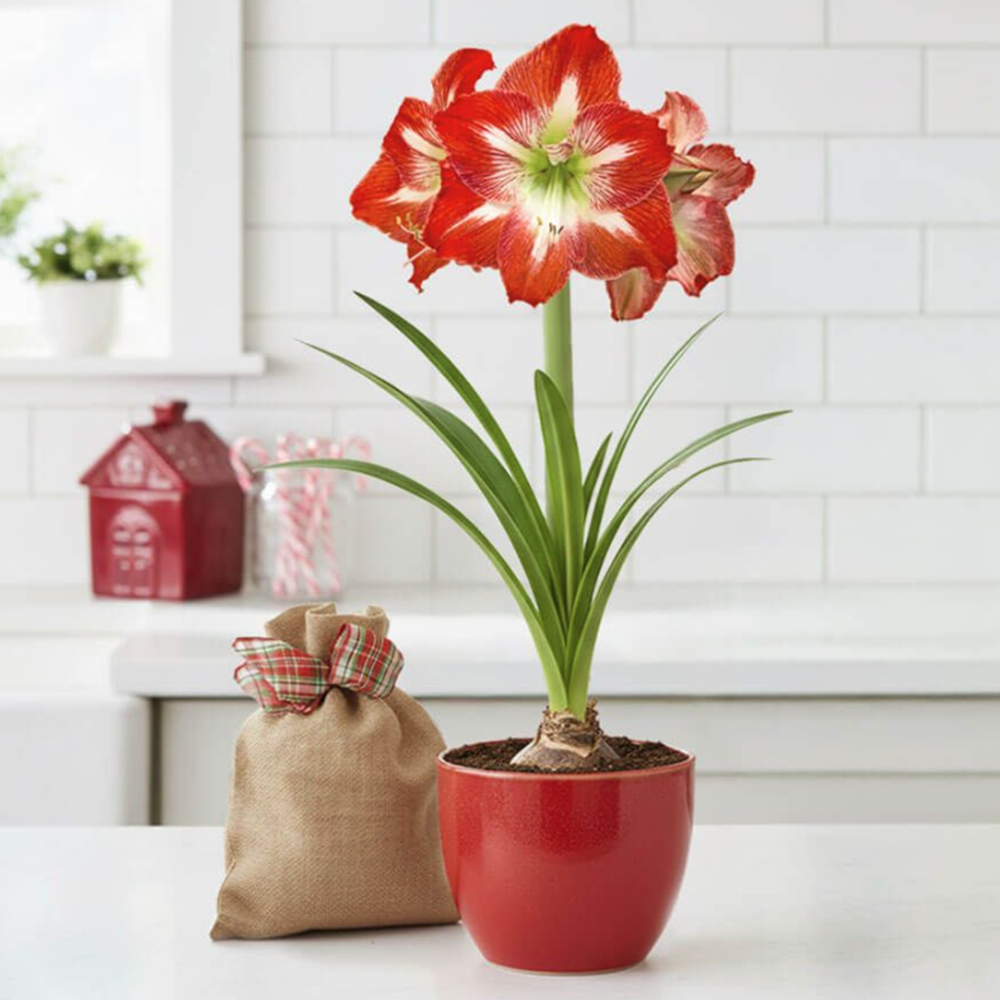 Grow Your Own Minerva Amaryllis Bulbs
