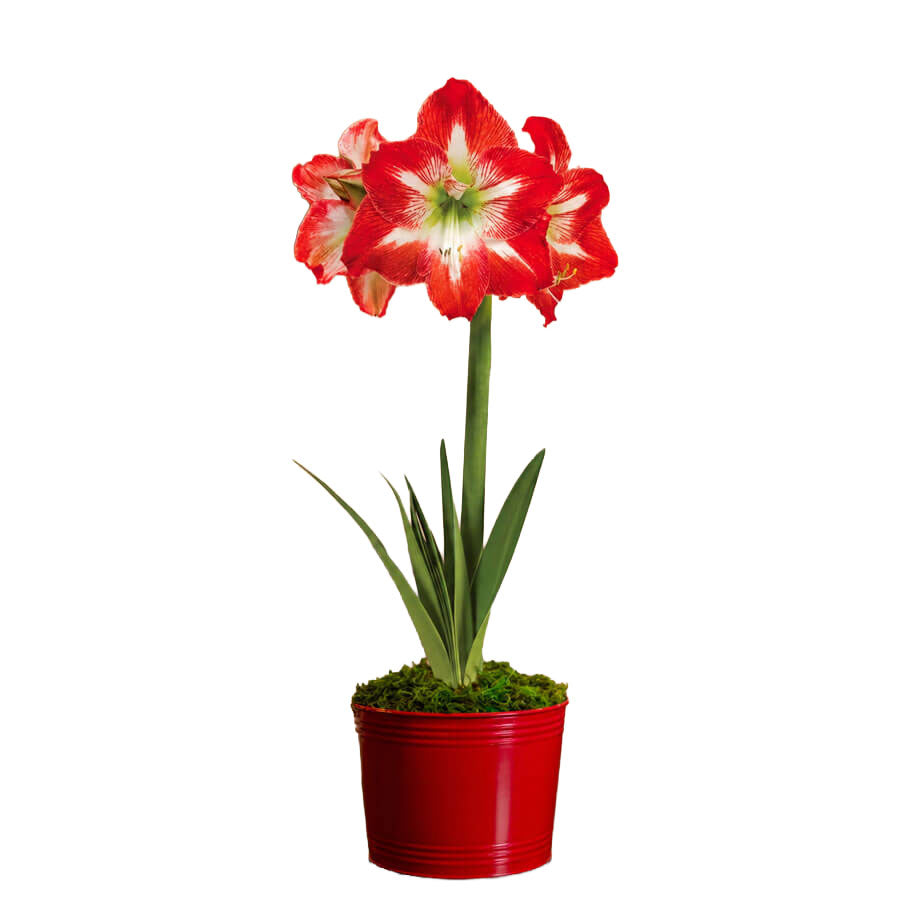 Holiday Cheer Minerva Amaryllis Gift