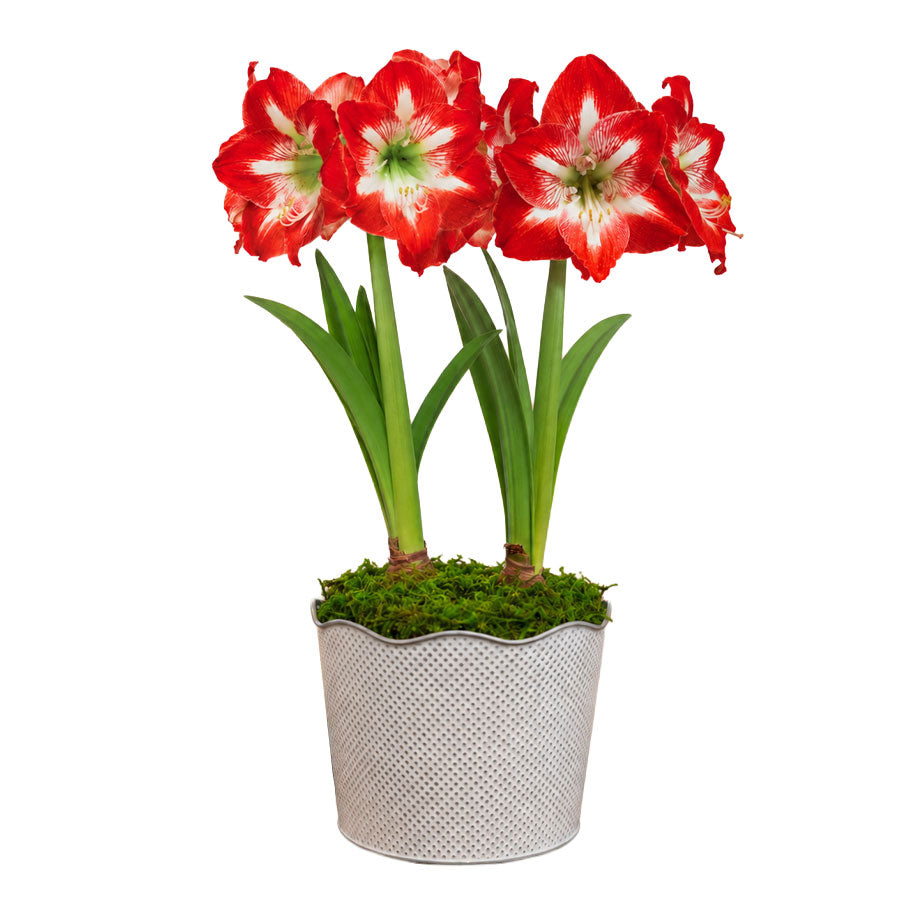 Good Tidings Minerva Amaryllis Duo Gift