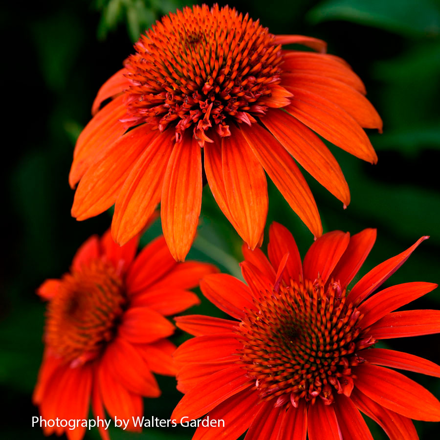 echinacea sombrero salsa red seeds Echinacea Sombrero® Fiesta Orange Coneflower
