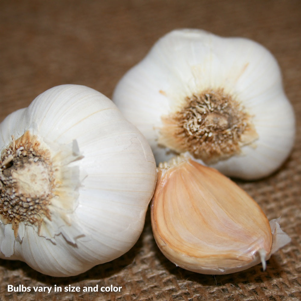 Garlic Silver White Bulbs