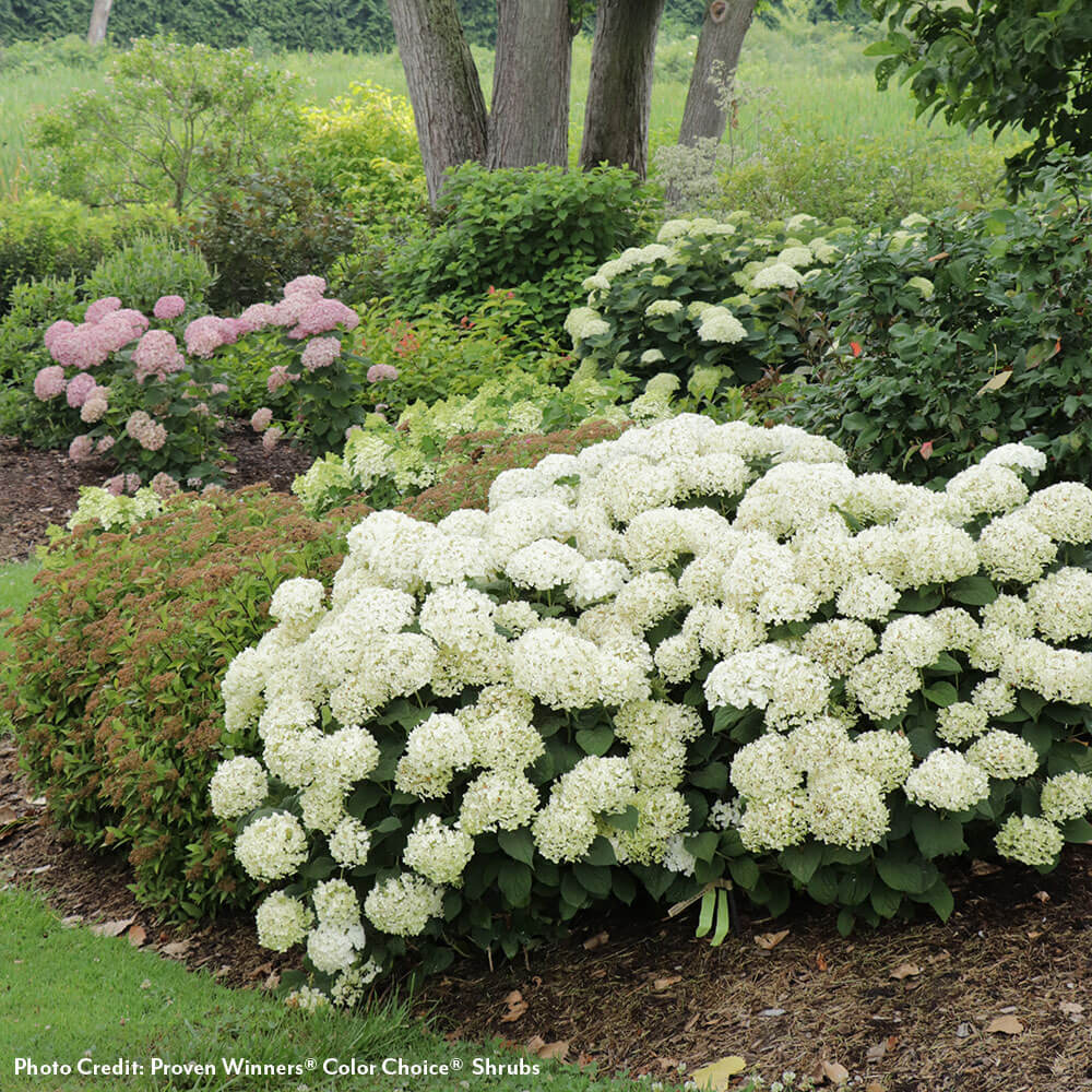 white hydrangea flower seeds Invincibelle Wee White 2.0 Hydrangea | 1-Quart | Light Green,White,Light Pink