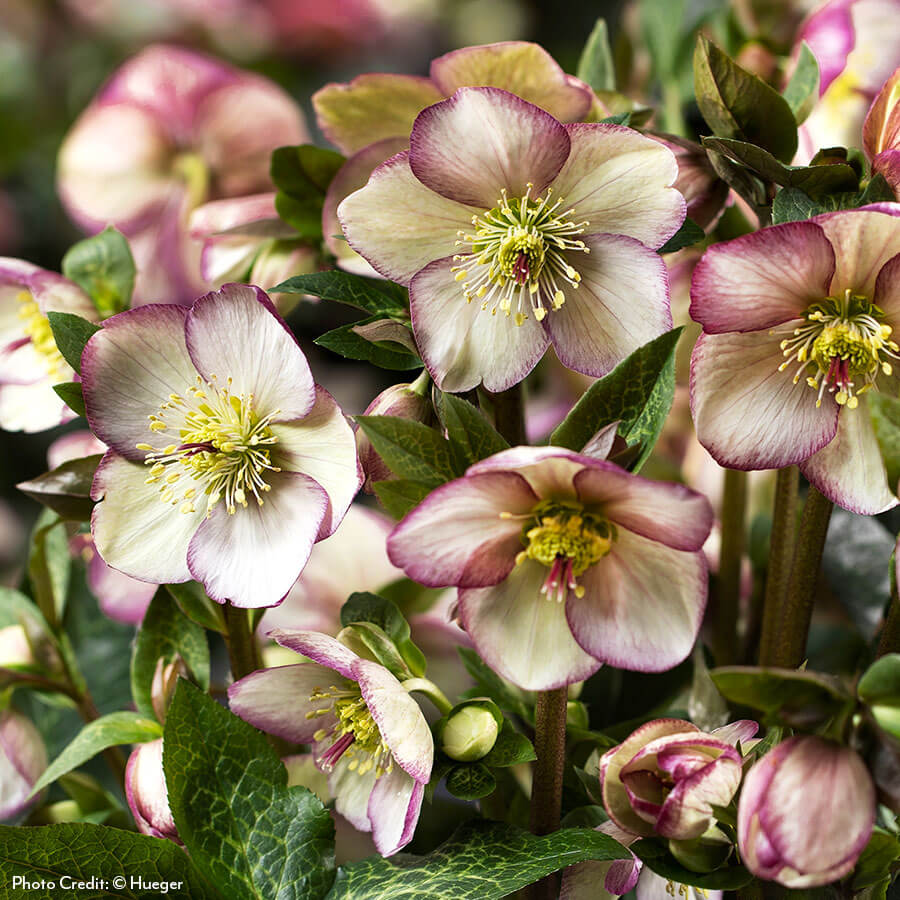 hellebore flower seeds Helleborus HGC Ice N' Roses Maddy Marble Hellebore | 6-inch Pot | Burgundy,Multi-Color,Cream