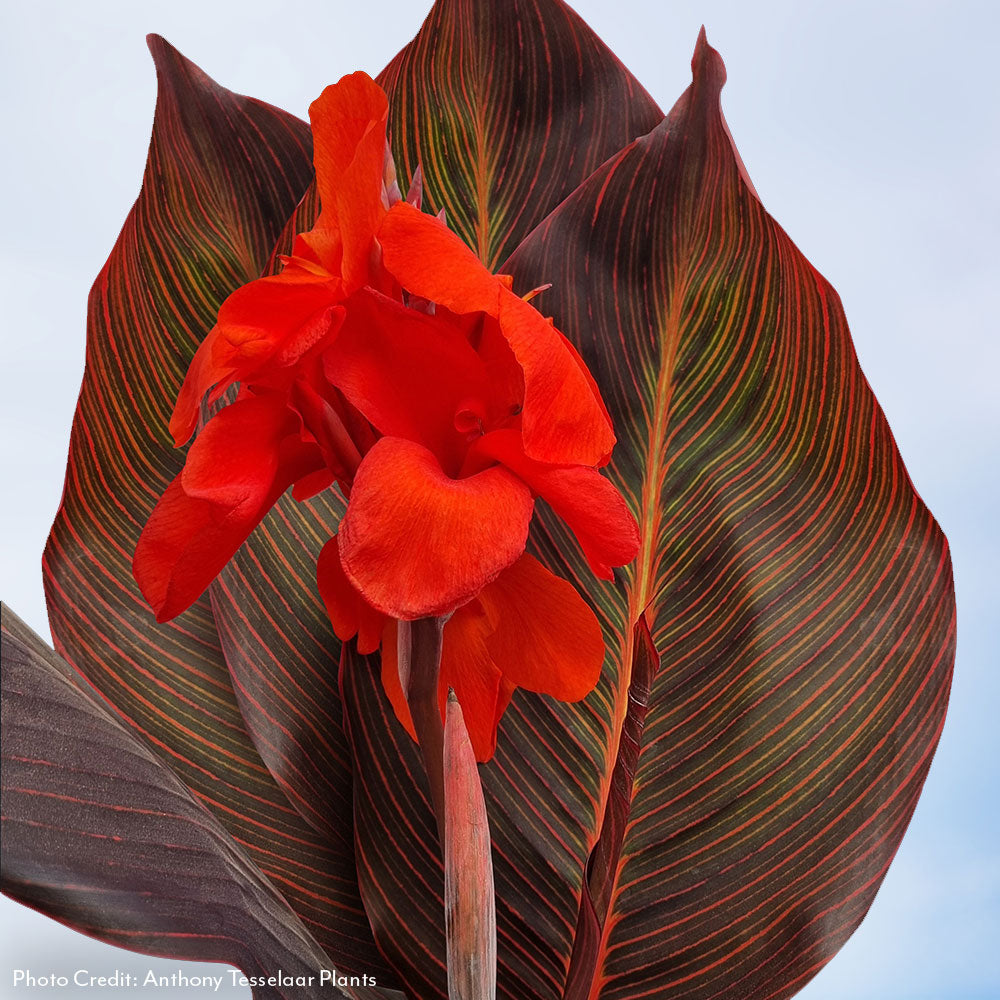 red flower canna lily Canna Tropicanna® Hot Tamale Canna Lily Bulb