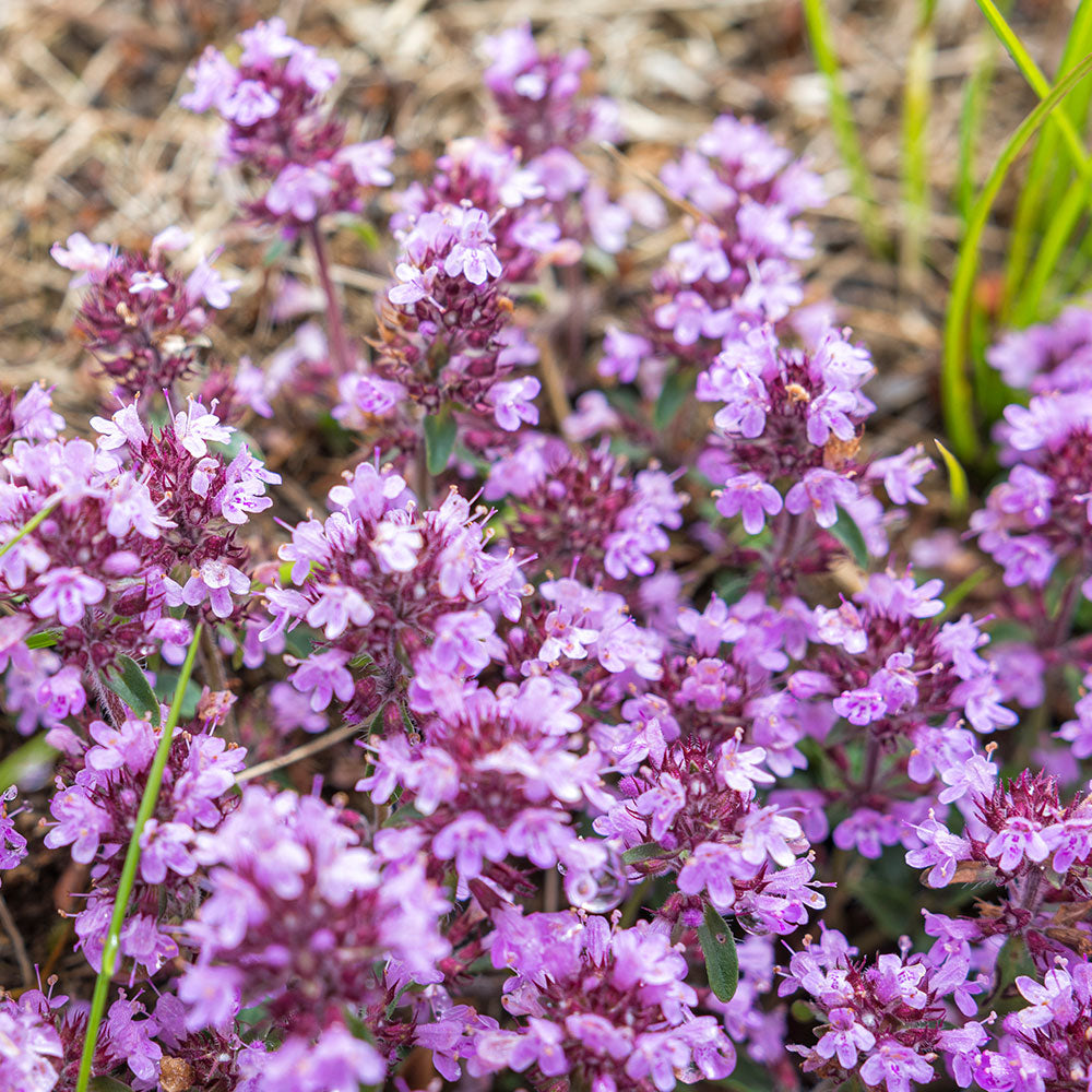 lavender thyme plant Thymus 'Elfin' Creeping Thyme – Park Seed