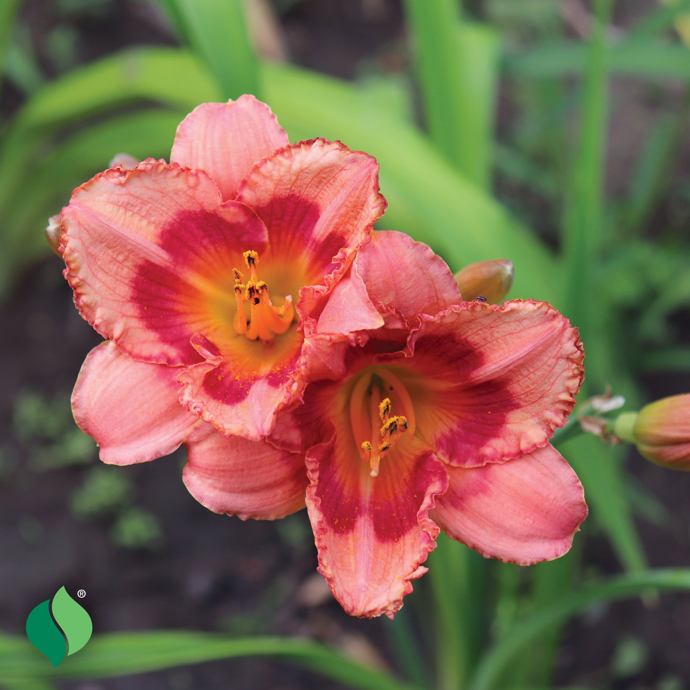 Hemerocallis 'Strawberry Candy' Daylily – Park Seed