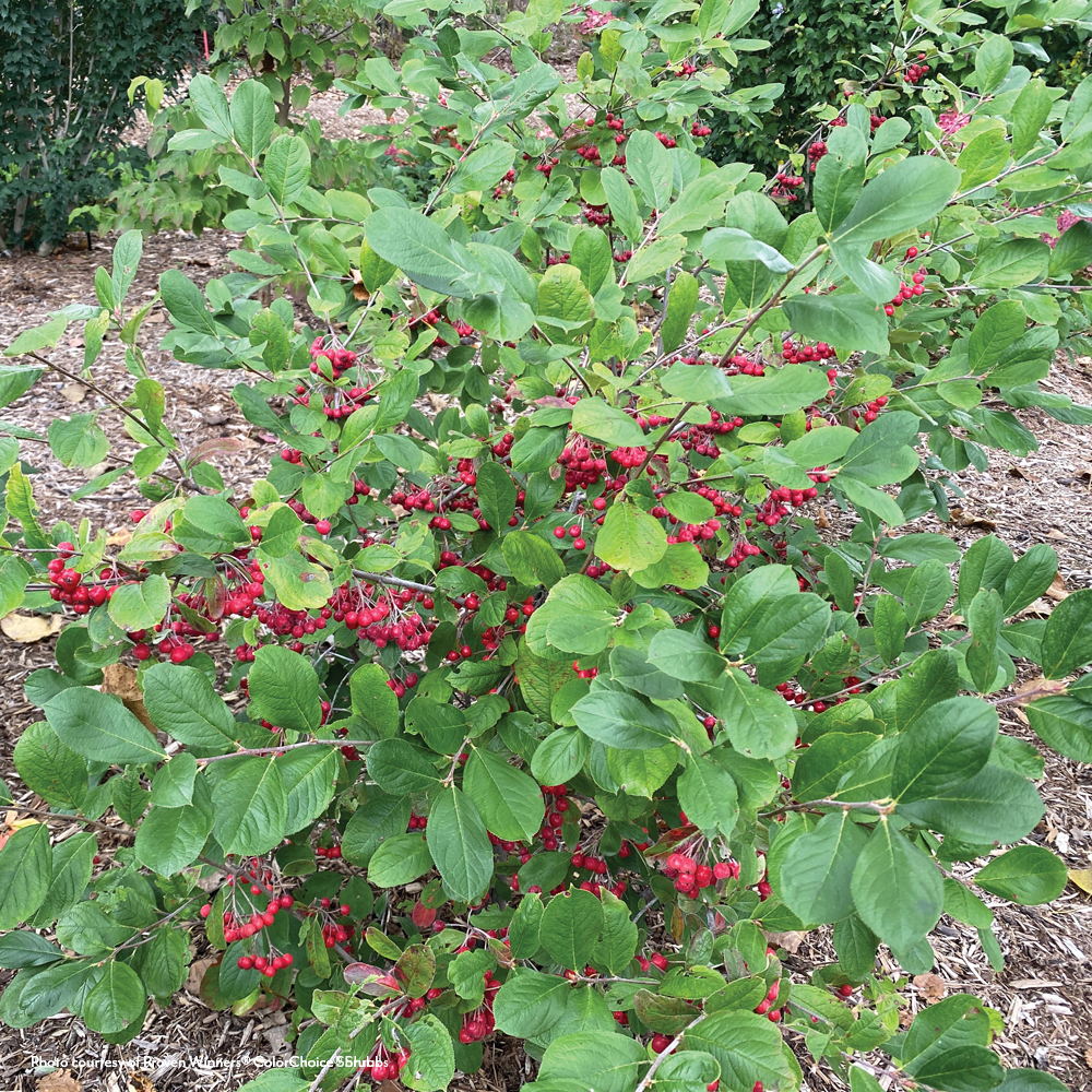 Aronia Berry Scape Red Aronia  Park Seed