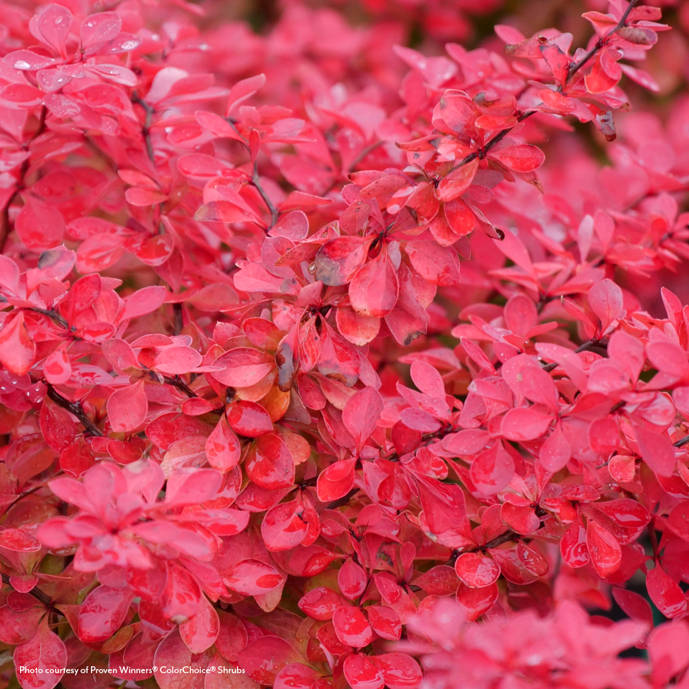 Berberis Sunjoy Fast Neo® Barberry – Park Seed