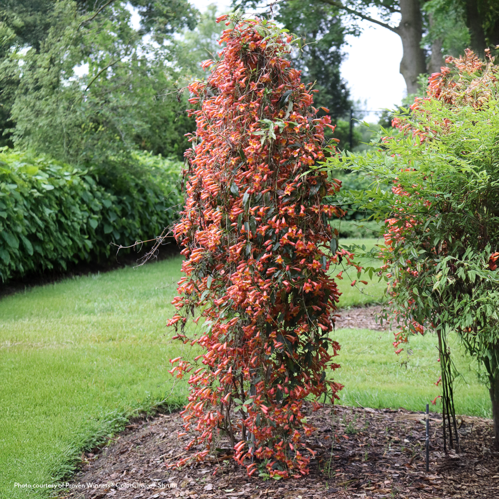 Bignonia Dressed to Thrill® Crossvine – Park Seed