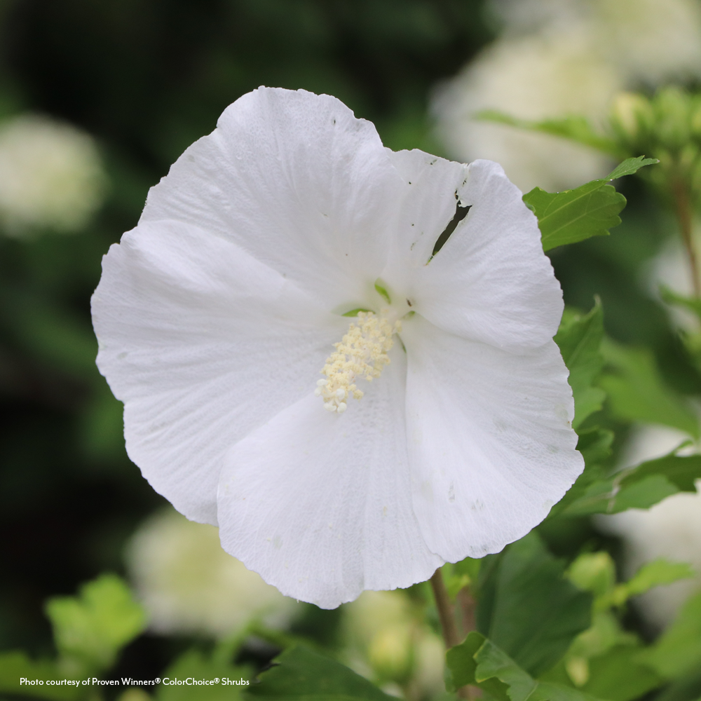 buy rose of sharon seeds Hibiscus Paraplu® Pure White Rose of Sharon