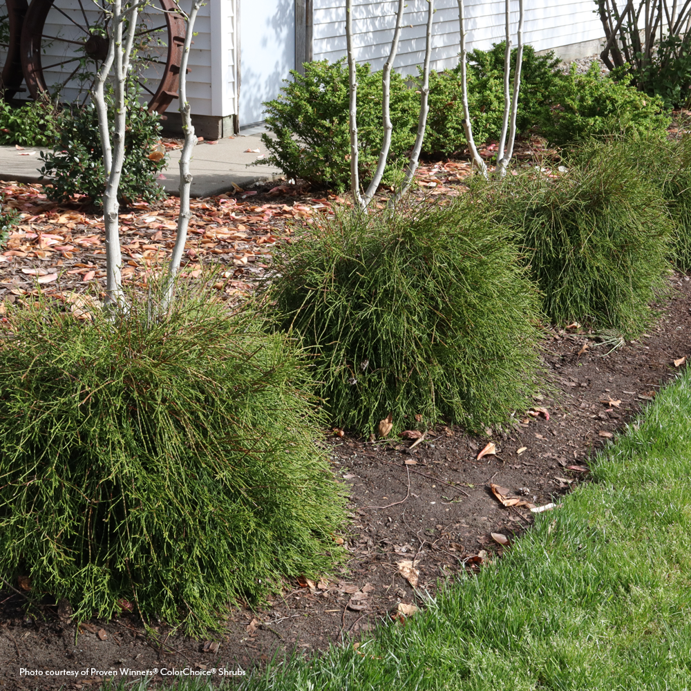 Thuja Whip It Good® Arborvitae