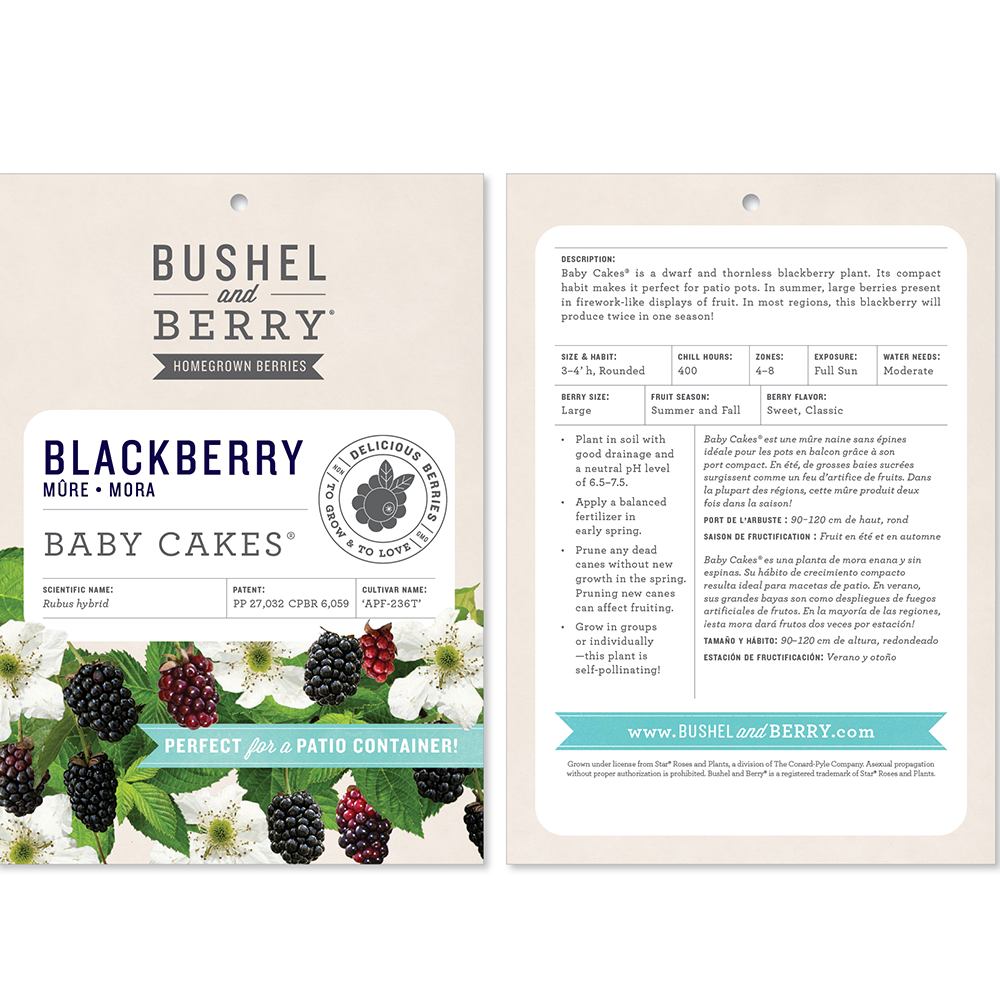 Rubus Bushel and Berry® Baby Cakes® Thornless Blackberry