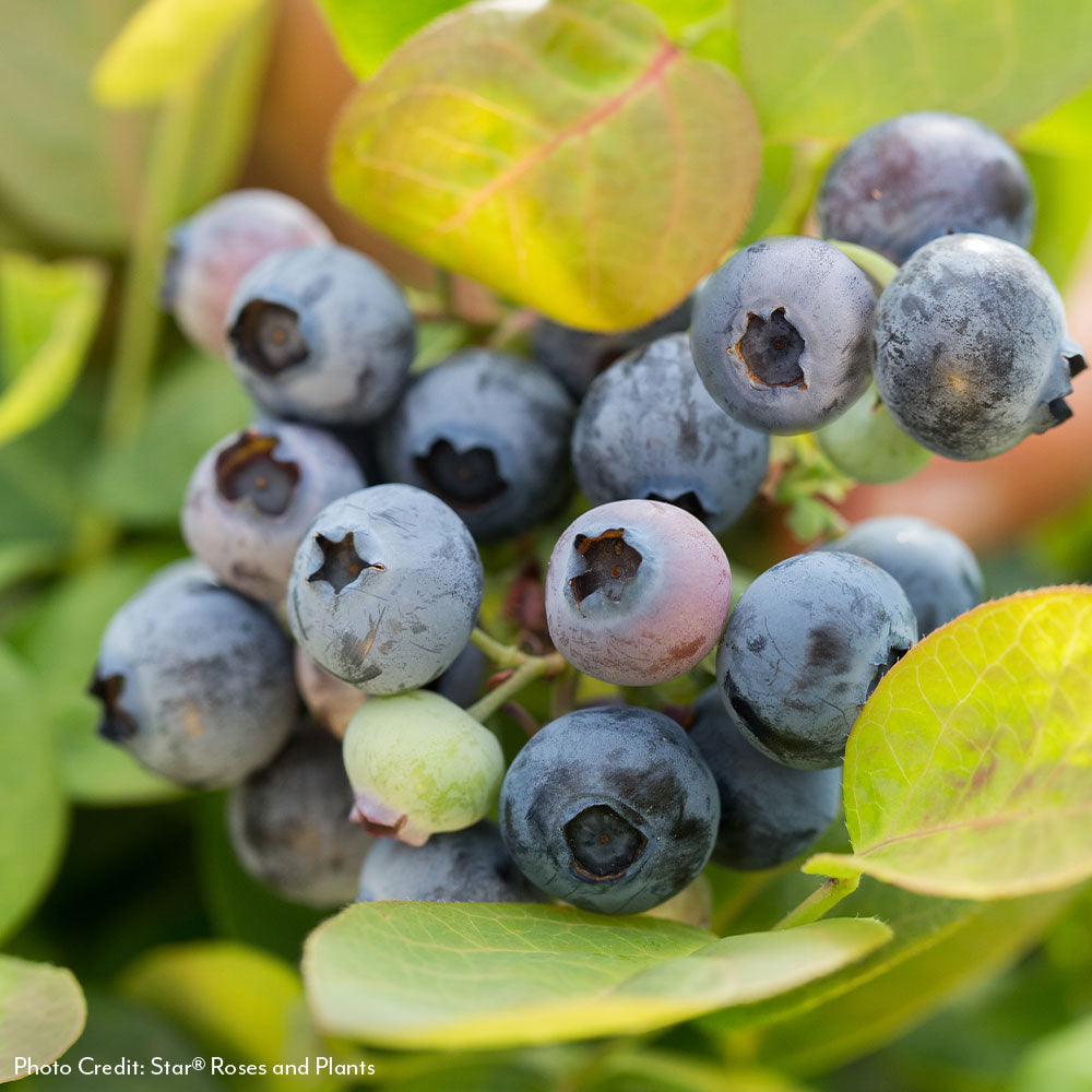 self fertile blueberry plants Vaccinium Bushel and Berry® Peach Sorbet® Self-Pollinating Blueberry