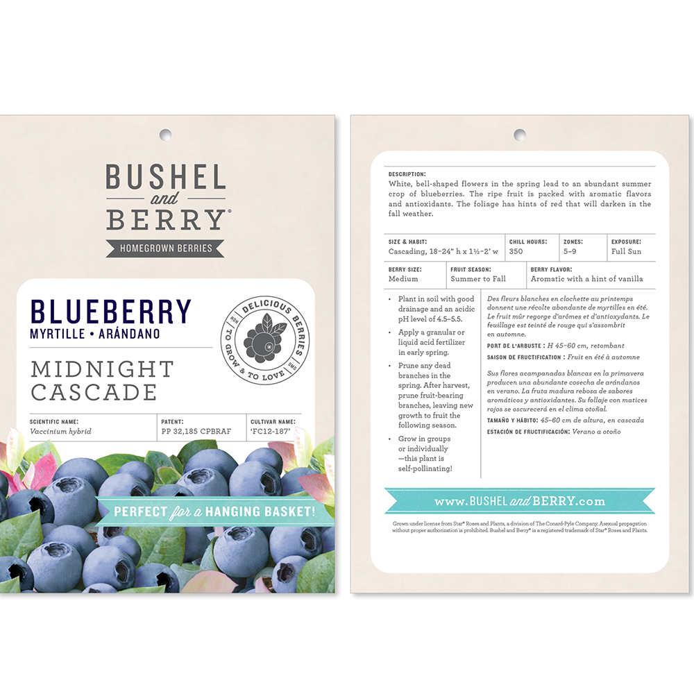 Vaccinium Bushel and Berry® Midnight Cascade Self-Pollinating Cascading Blueberry