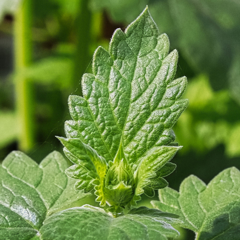 Nepeta cataria Catnip