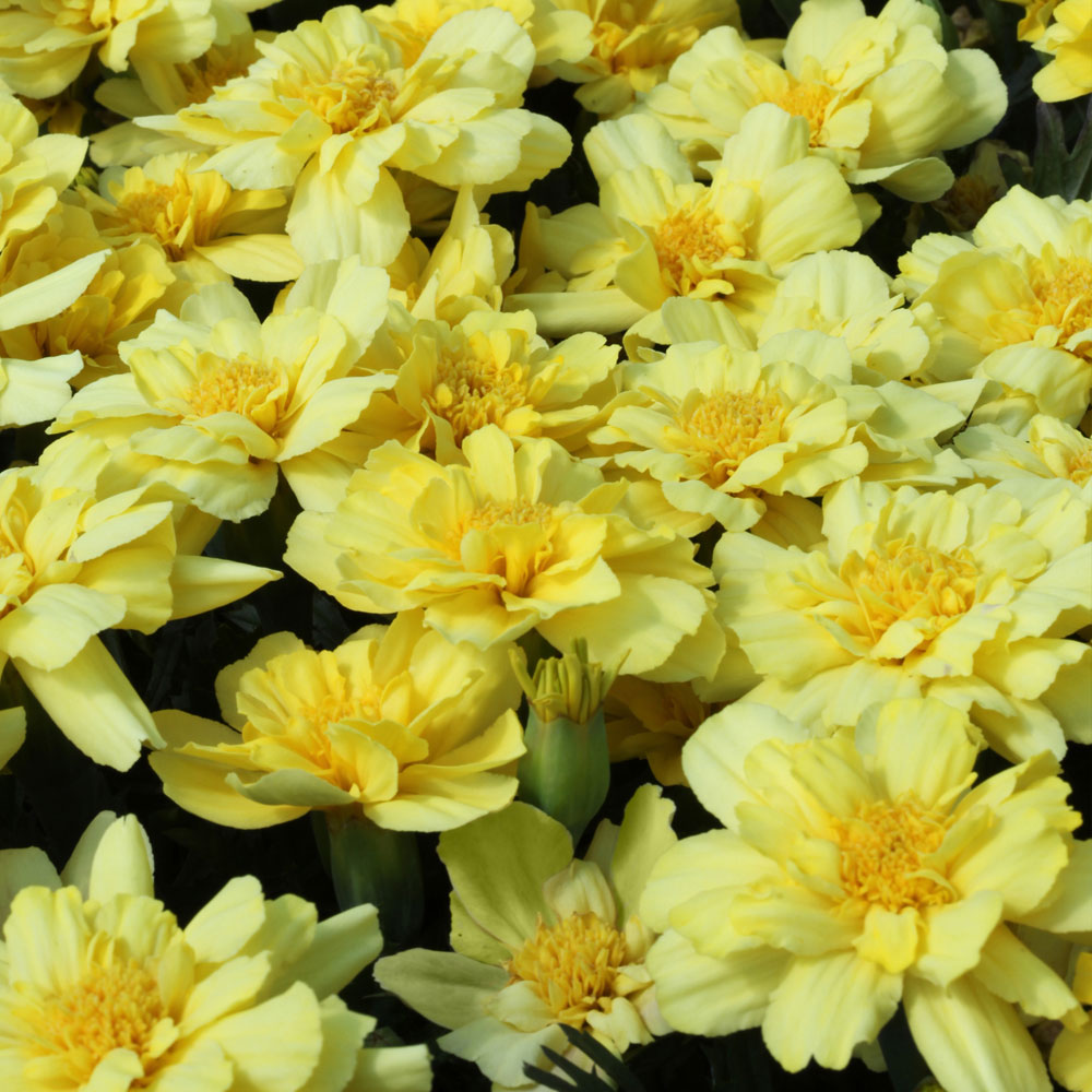 vanilla marigold seeds Alumia Vanilla Cream Marigold Seeds