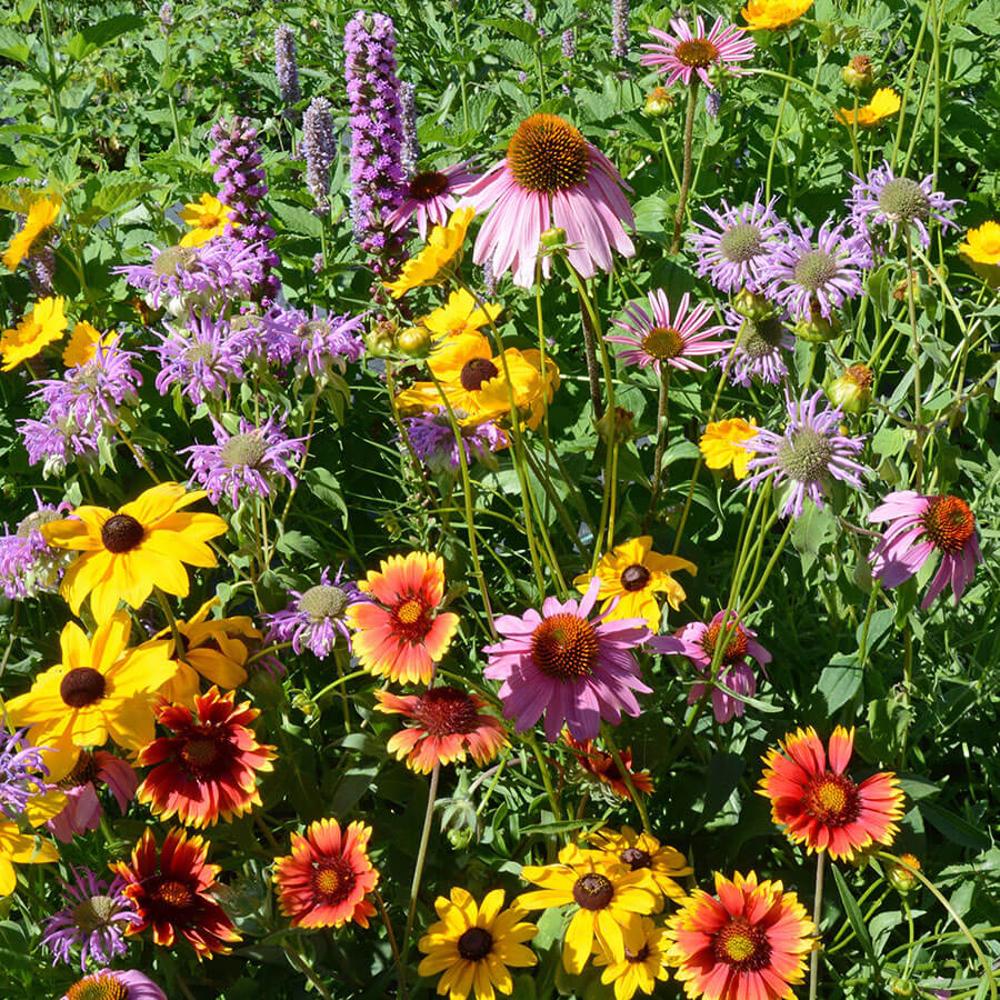 Native Perennial Wildflower Mix Seeds – Park Seed