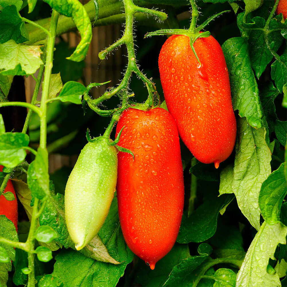 San Marzano Organic Tomato Seeds