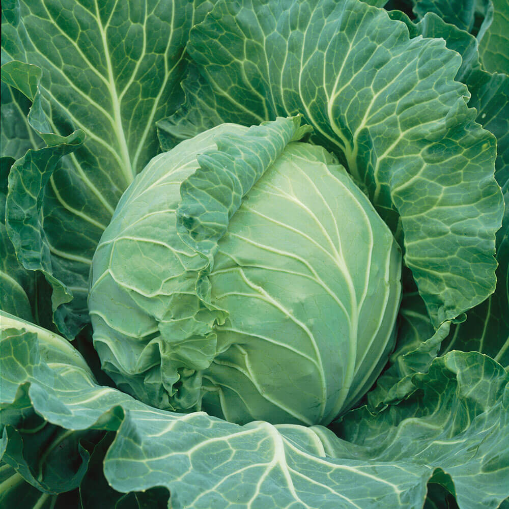 Copenhagen Market Cabbage Seeds