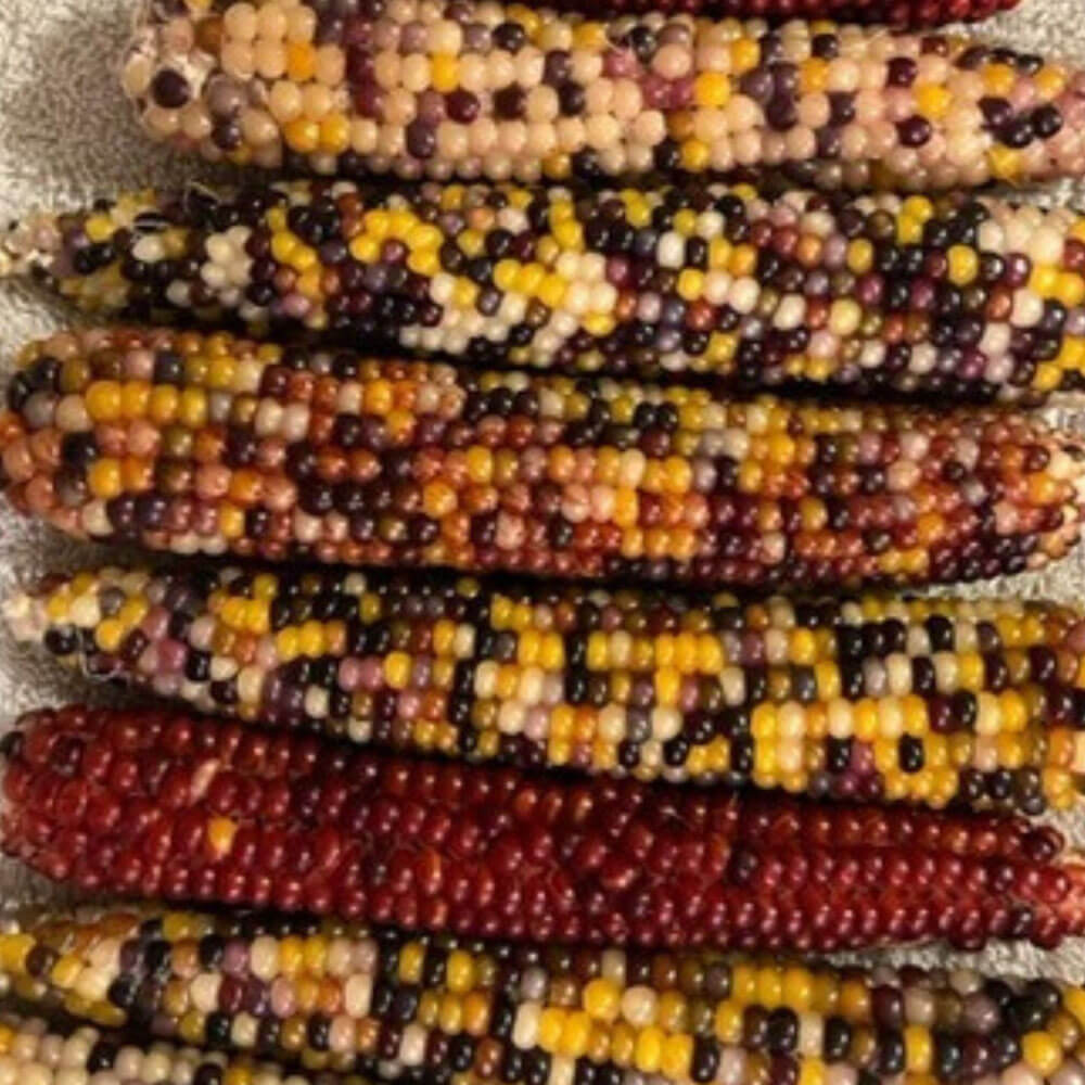 Rainbow Corn Seeds