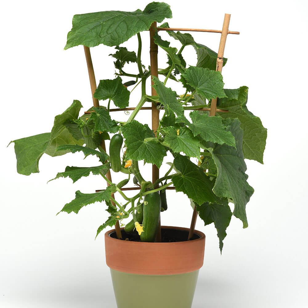 Kitchen Minis™ Quick Snack Hybrid Cucumber