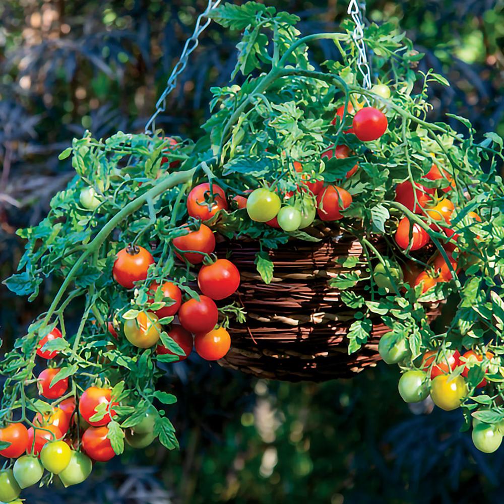 planting tomato seeds from fruit Cherry Blast Hybrid Tomato Seeds – Park Seed