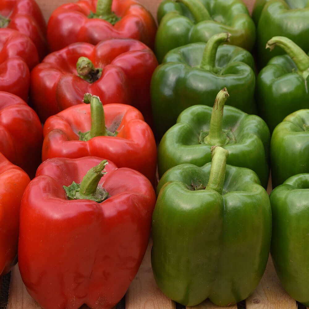 KickStart™ Hybrid Pepper Seeds