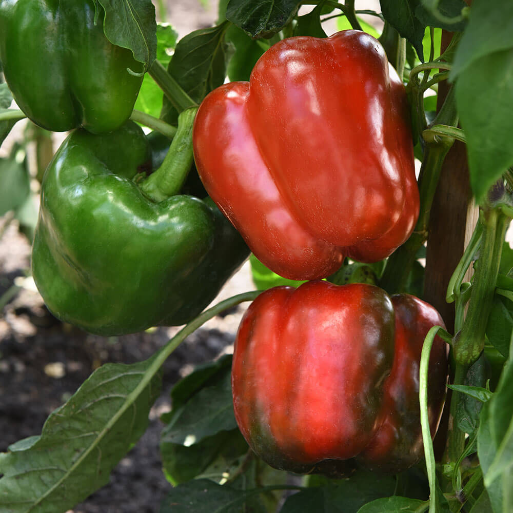 KickStart™ Hybrid Pepper Seeds