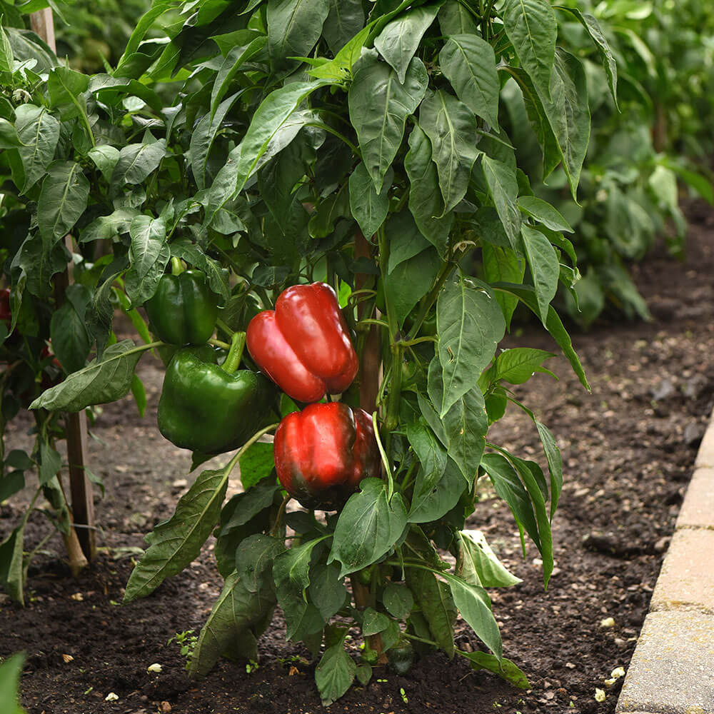 KickStart™ Hybrid Pepper Seeds