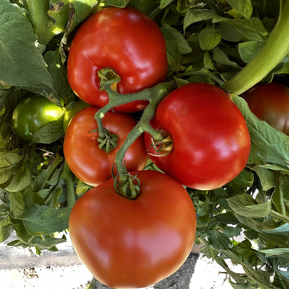 Jolene Hybrid Tomato Seeds – Park Seed