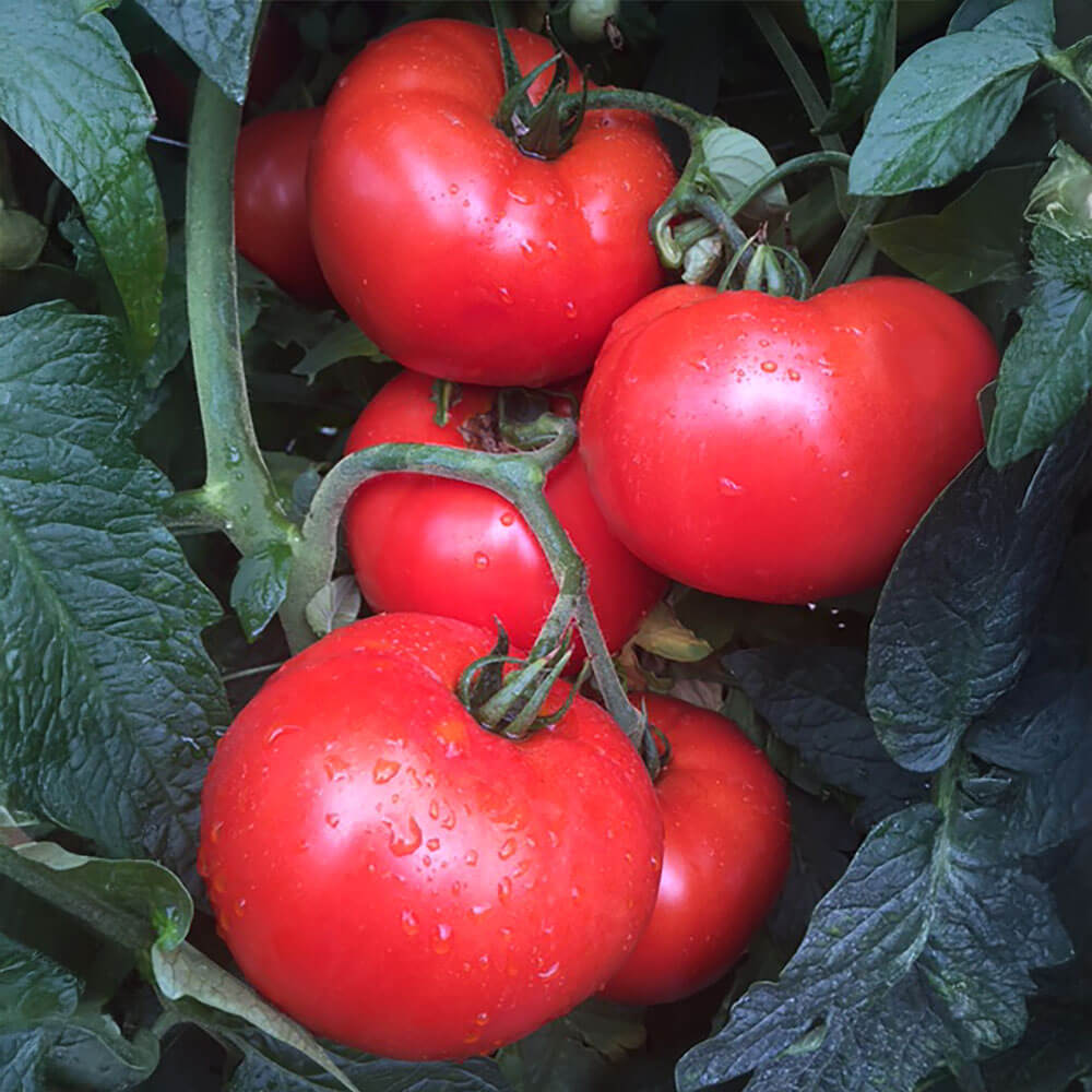 Jolene Hybrid Tomato Seeds