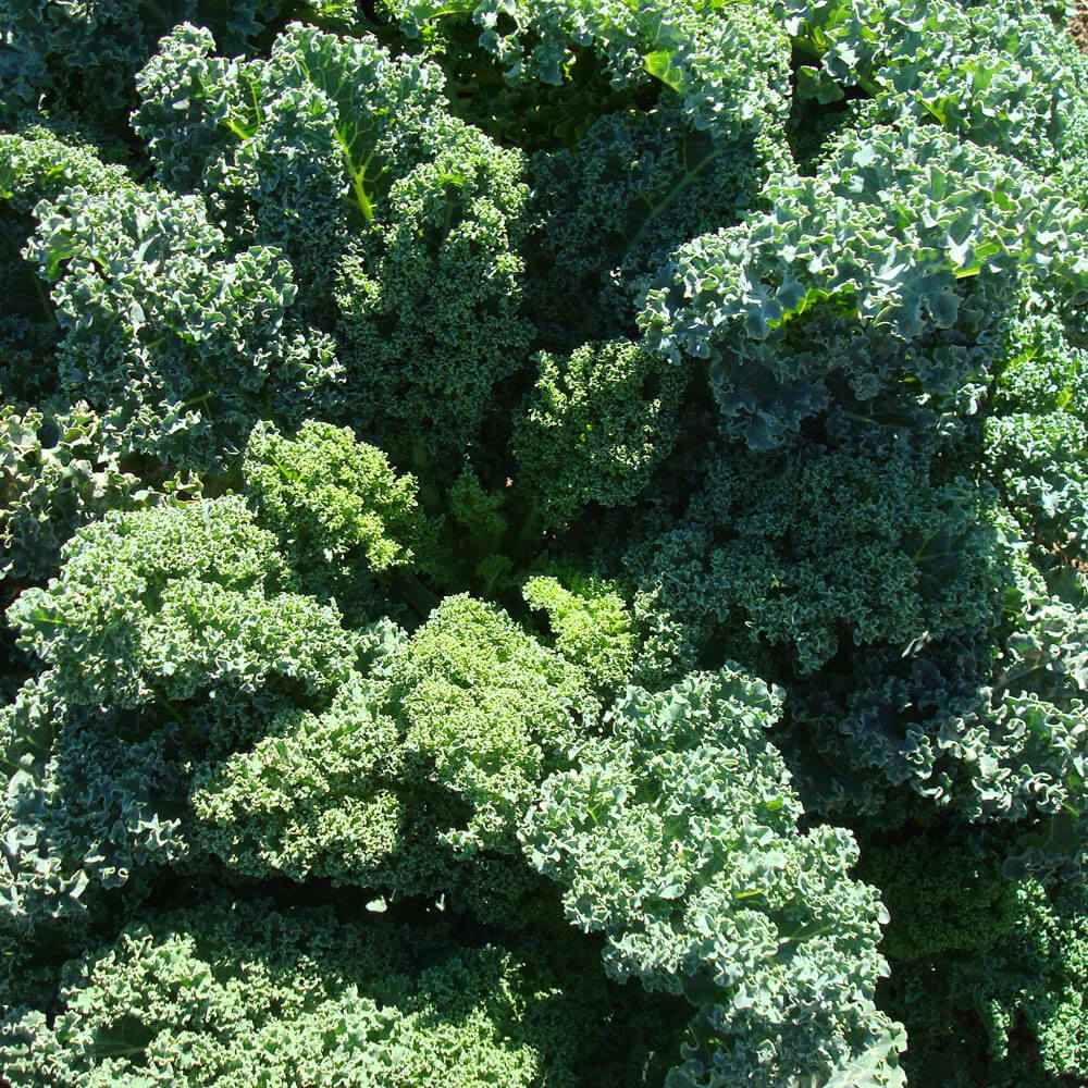 Blue Curled Scotch Kale Seeds
