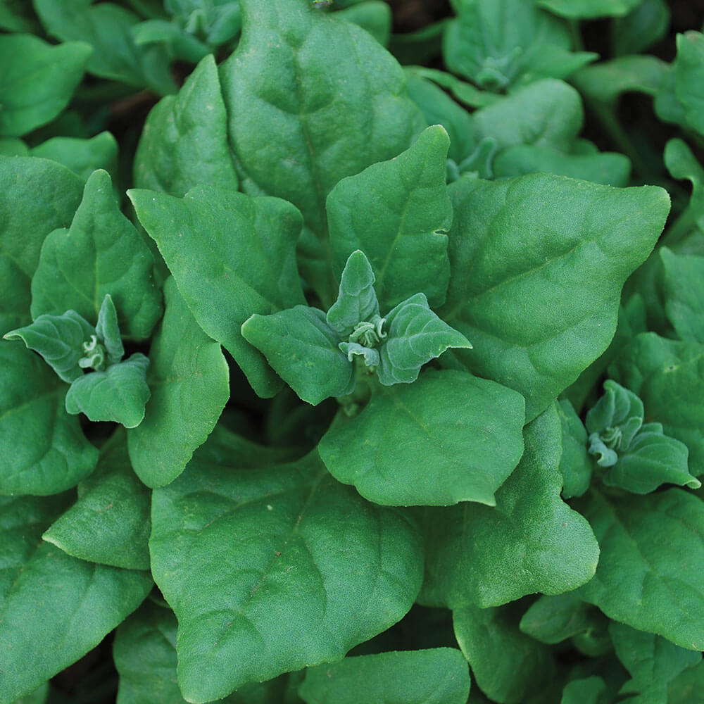New Zealand Spinach Seeds